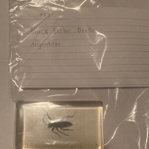 Black Blister Beetle - Argentina